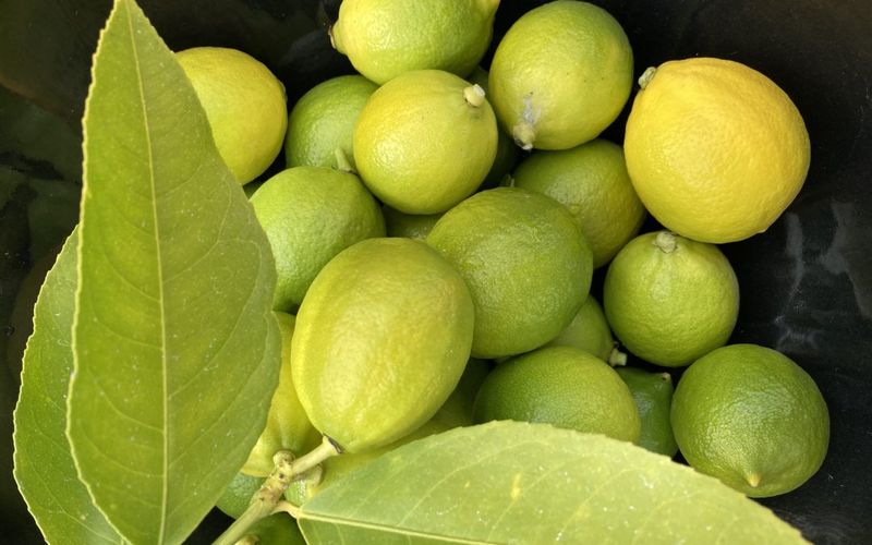 Harvest exposed lemons and limes before a hard freeze Harvest exposed lemons and limes before a hard freeze