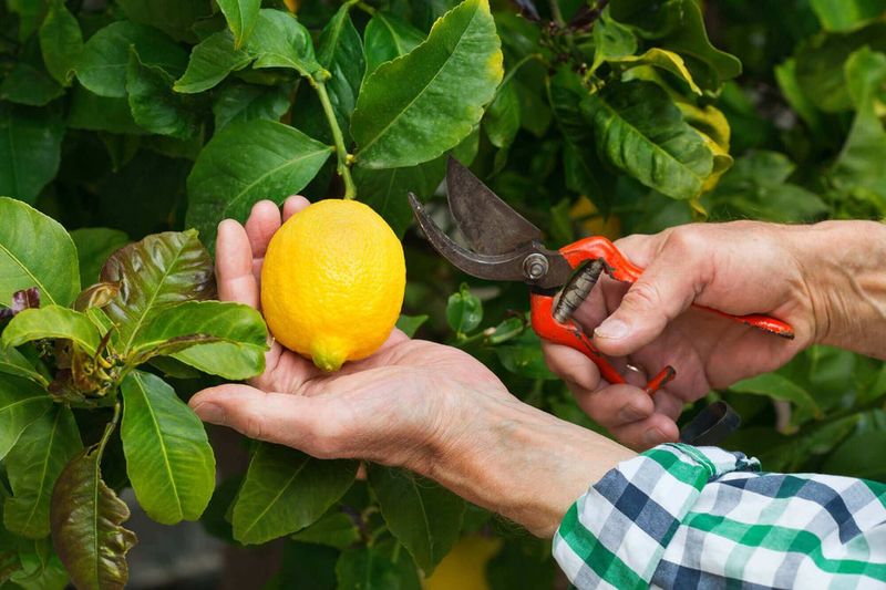Harvest individual lemons as needed Harvest individual lemons as needed