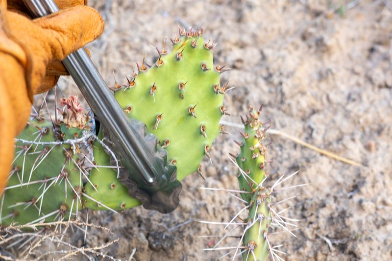 Harvest mesquite and prickly pear with care
