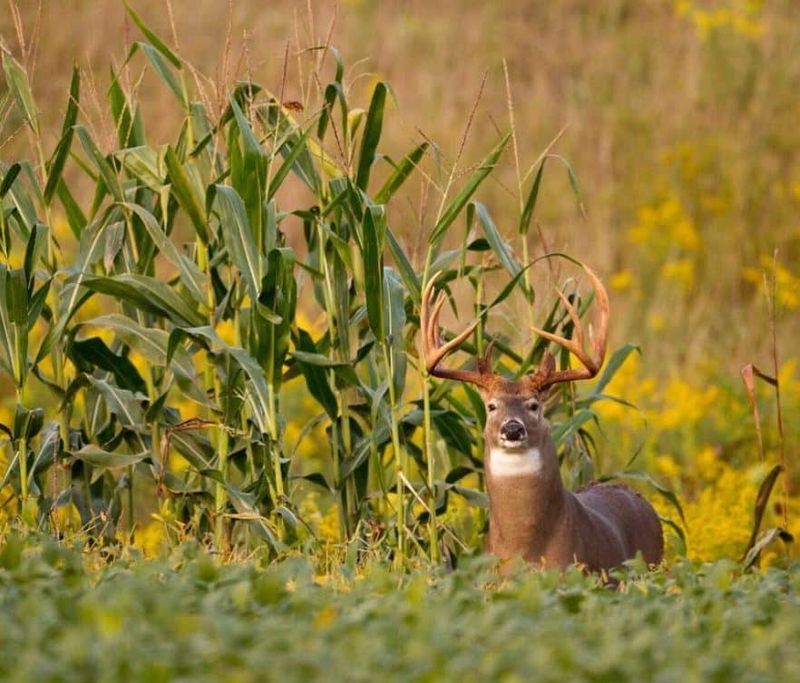 Harvested Cornfields Leave Deer Without Cover