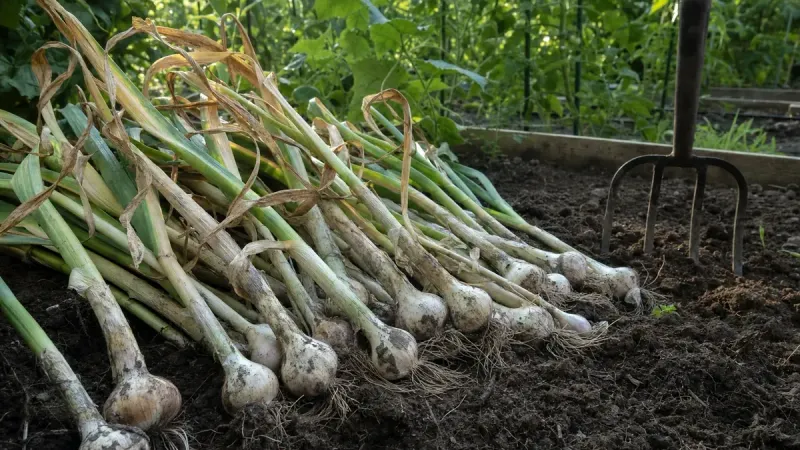 Harvesting And Curing Your Garlic In June