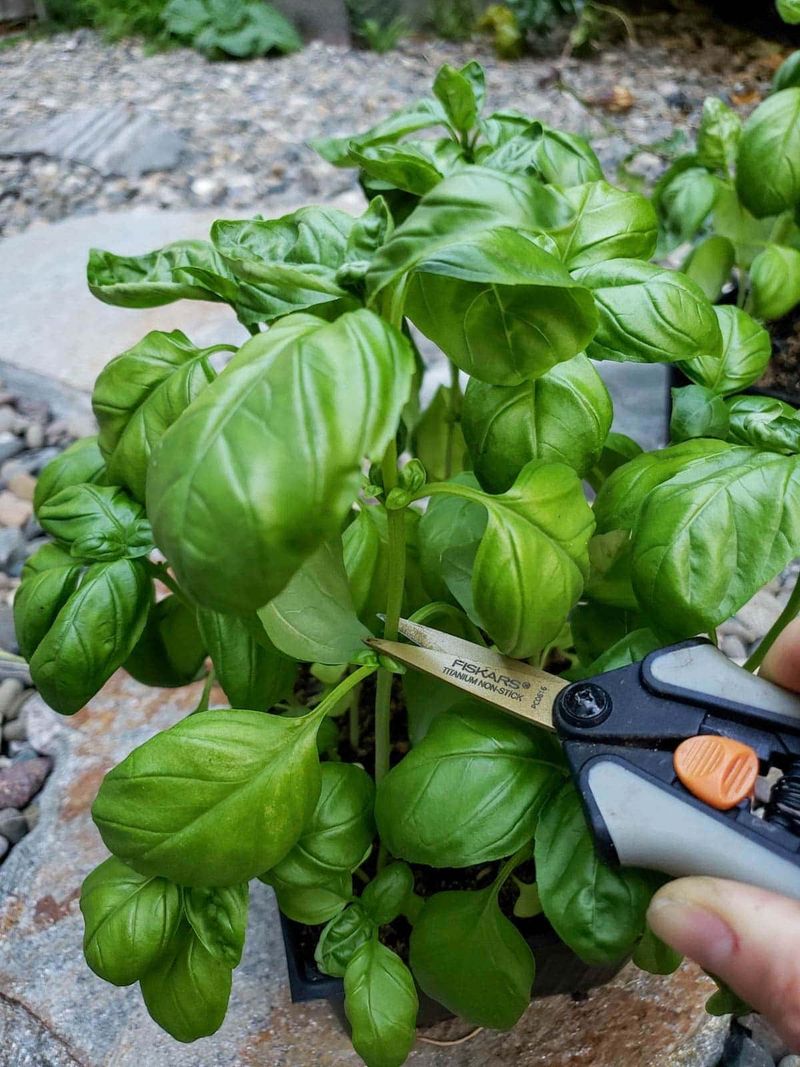Harvesting Just Above A Leaf Pair Encourages Bushier Plants