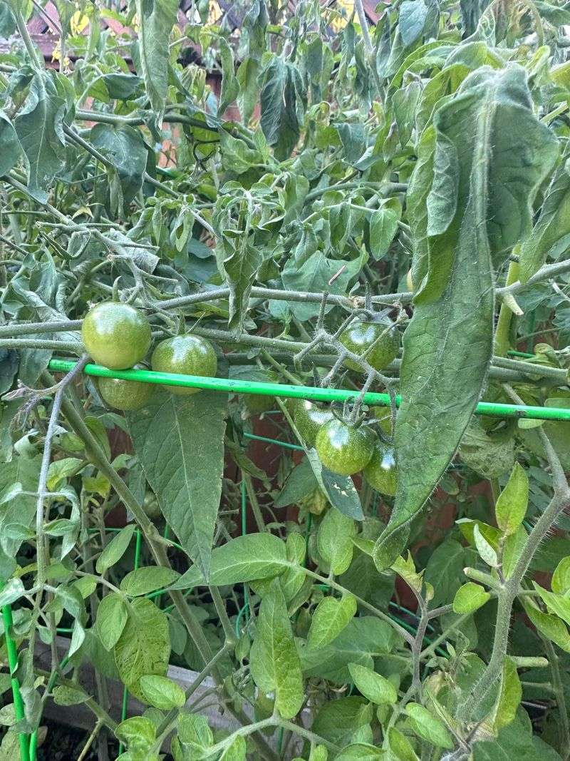 Harvesting Tomatoes, Peppers, And Basil Ahead Of The Cold