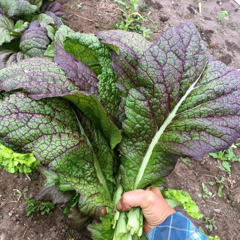 Harvesting Young Leaves Lets The Plant Continue Producing
