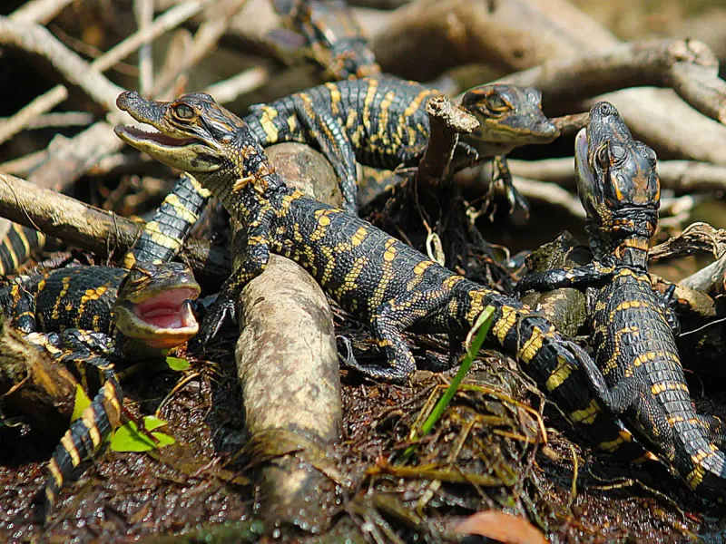 Hatchlings Are Only 6 To 8 Inches Long