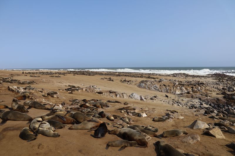 Hauling Out Is How Seals Recharge Hauling Out Is How Seals Recharge
