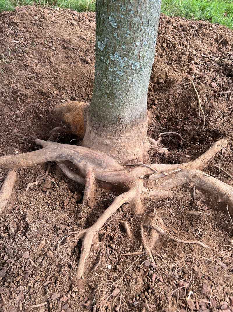 Have An Arborist Check The Root Collar Have An Arborist Check The Root Collar