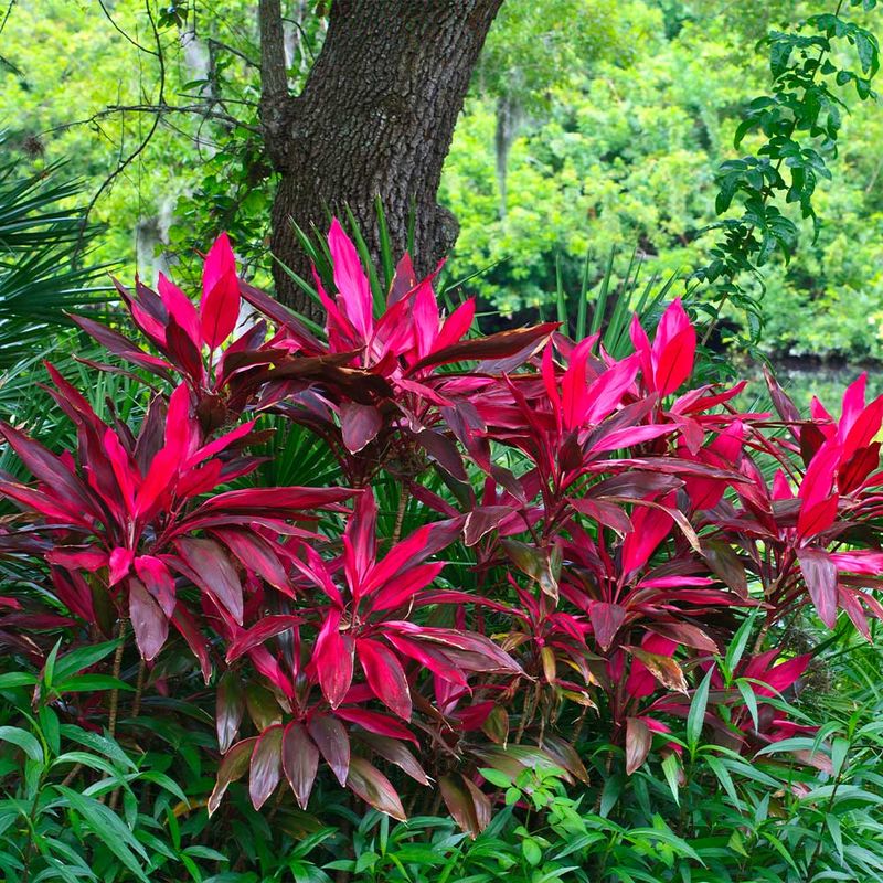 Hawaiian Ti Plant Hawaiian Ti Plant