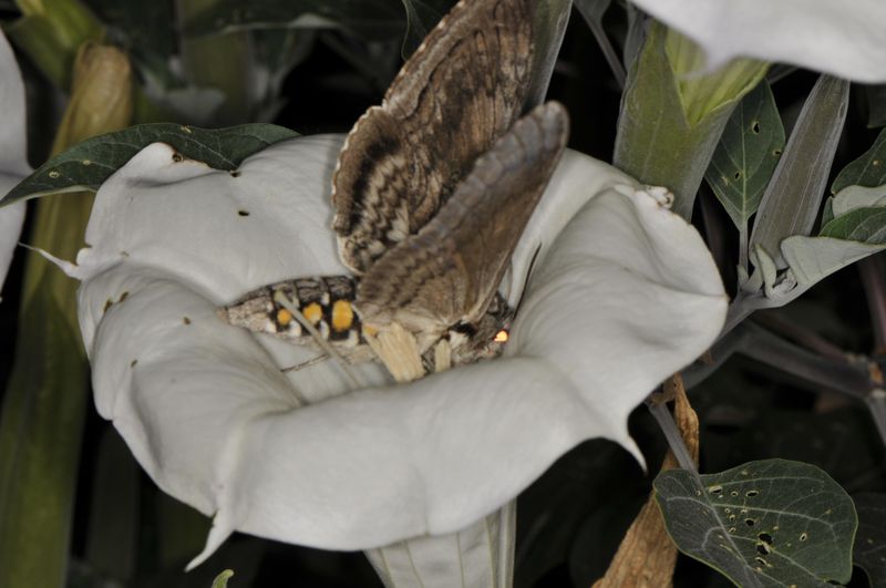 Hawk Moths Pollinate The Night Blooms