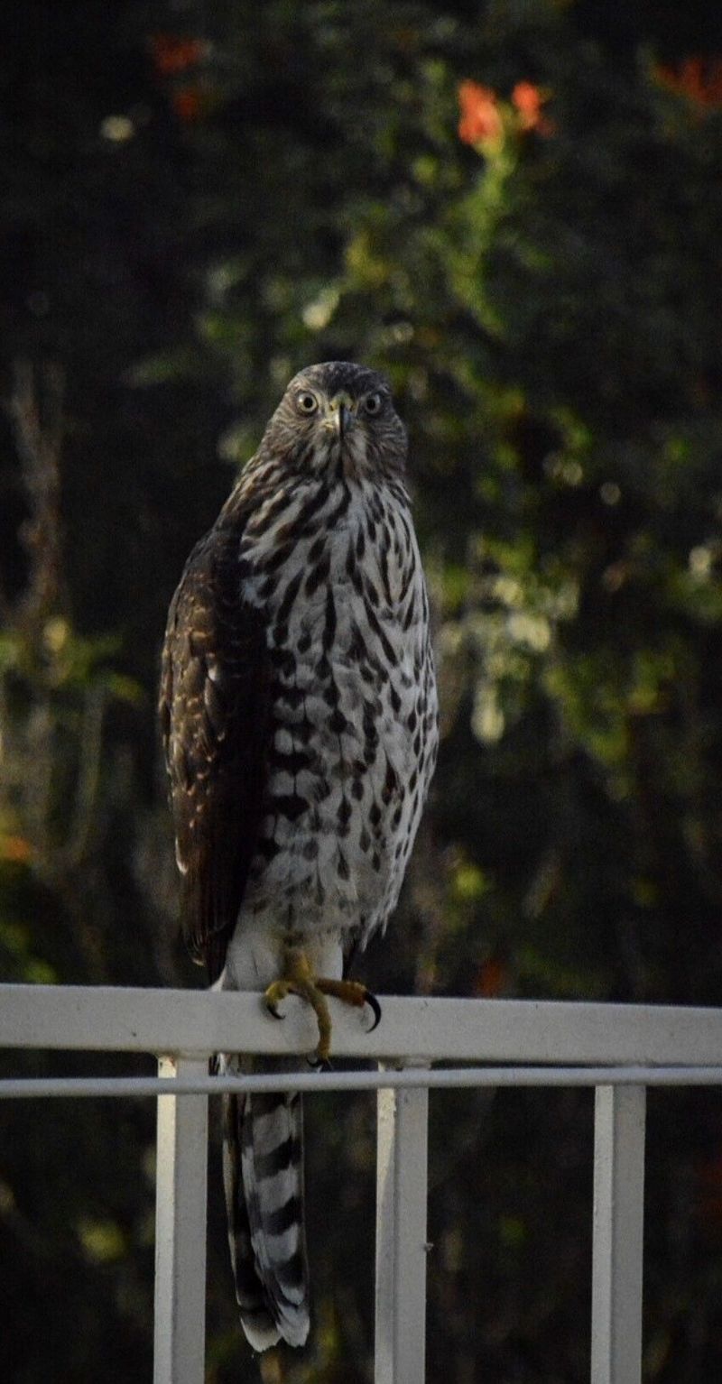 Hawk Visits Are Normal In Suburbs Hawk Visits Are Normal In Suburbs