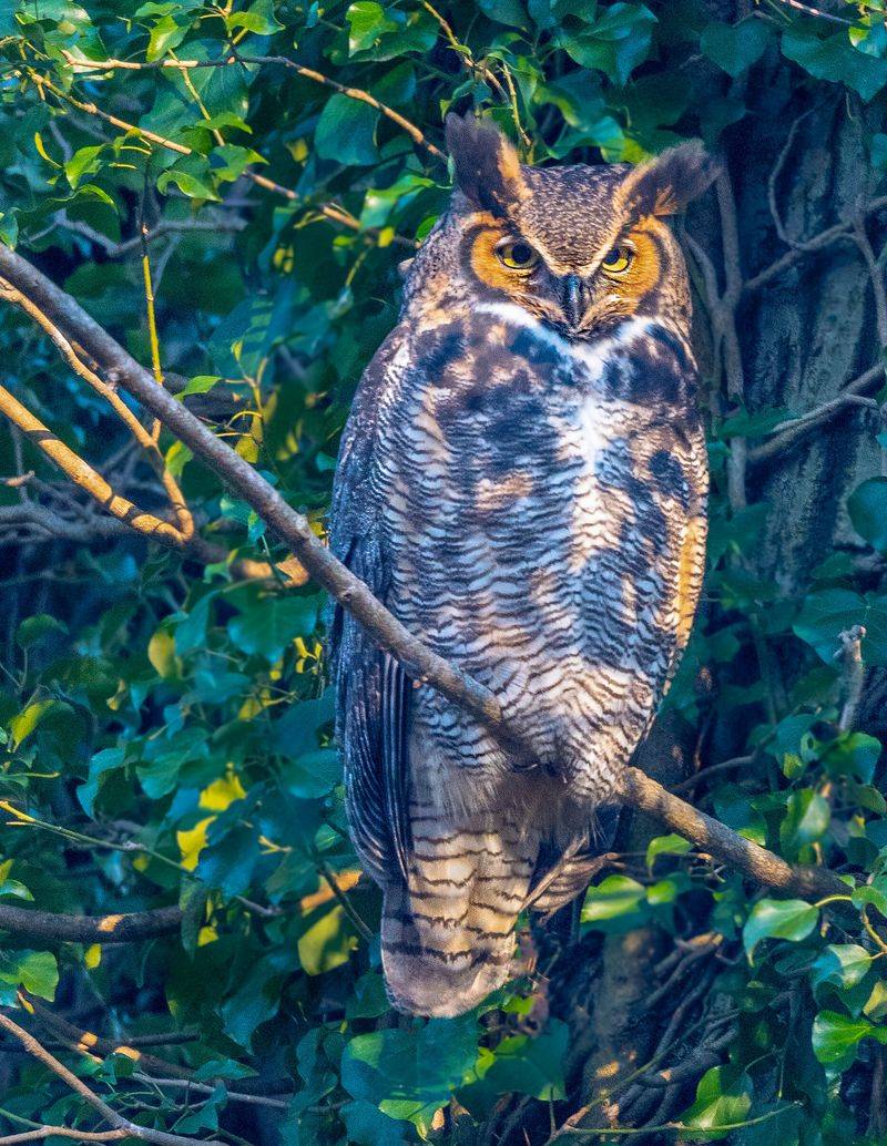 Hawks And Owls Using Backyard Trees