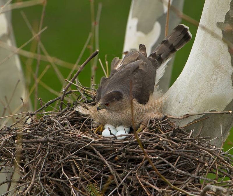 Hawks Are Protected By Law