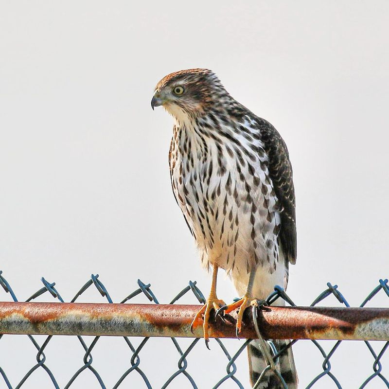 Hawks May Not Be Far Behind Hawks May Not Be Far Behind