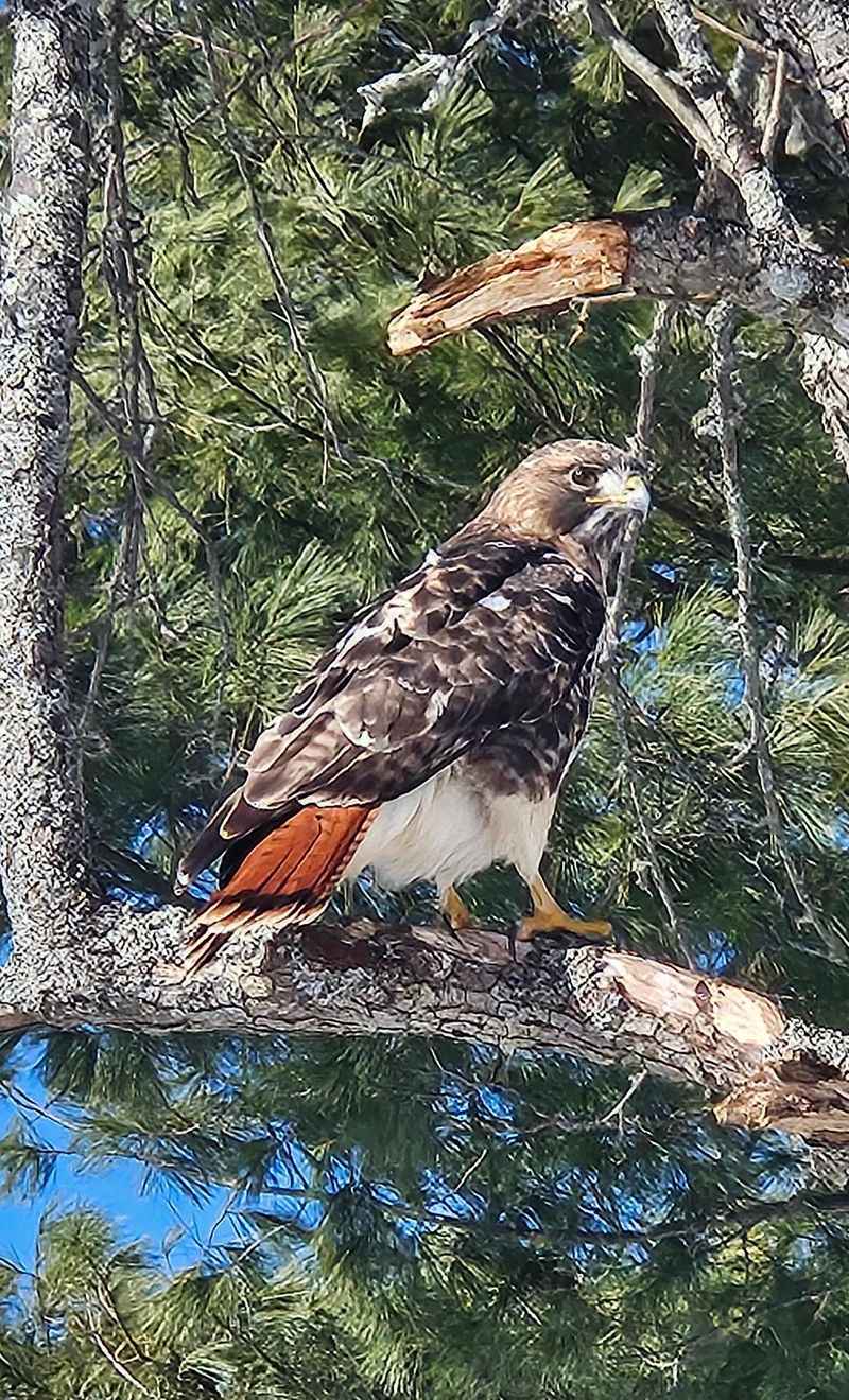 Hawks, Owls, And Eagles Using Backyard Trees Hawks, Owls, And Eagles Using Backyard Trees