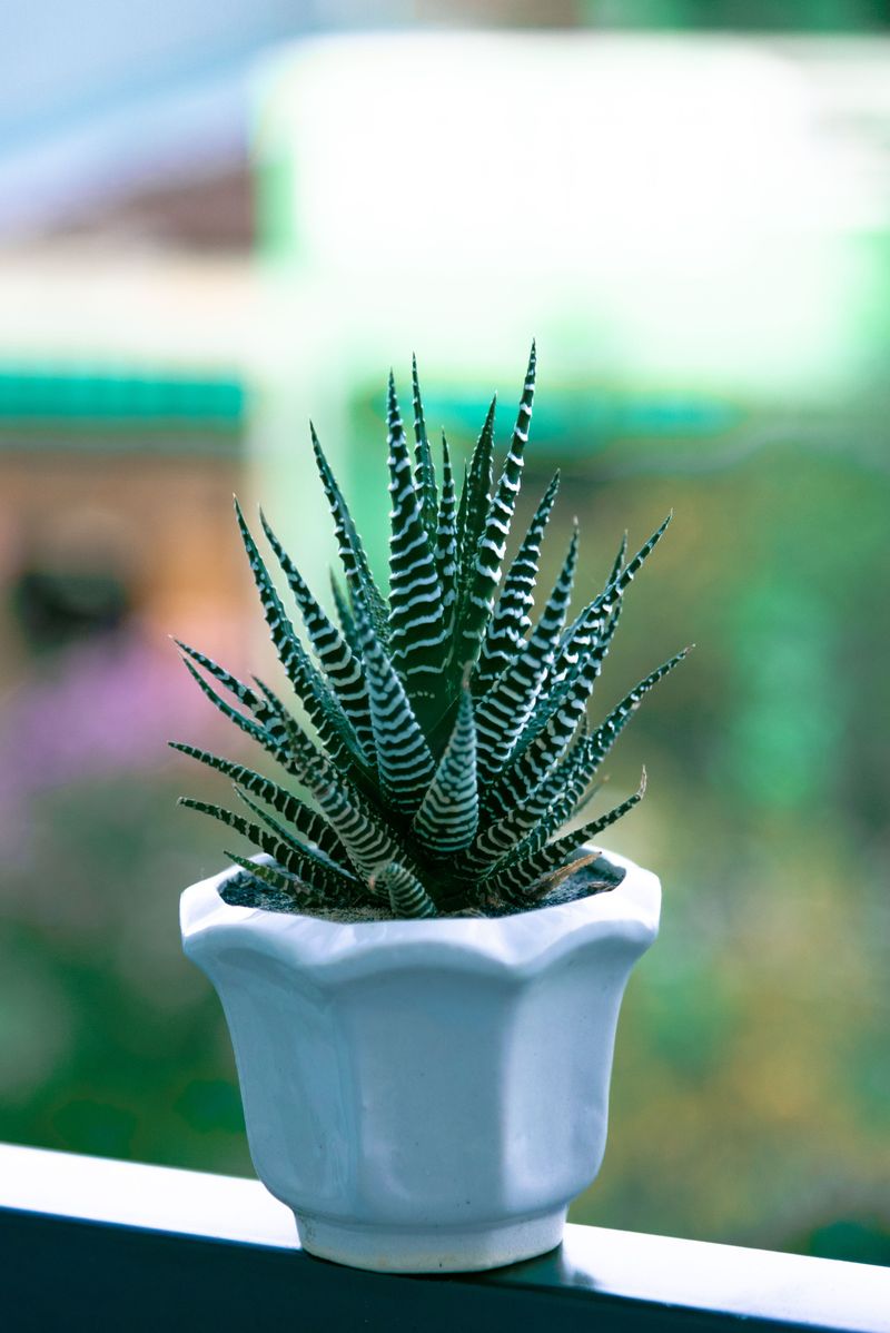 Haworthia Bringing Striped Rosette Charm Haworthia Bringing Striped Rosette Charm
