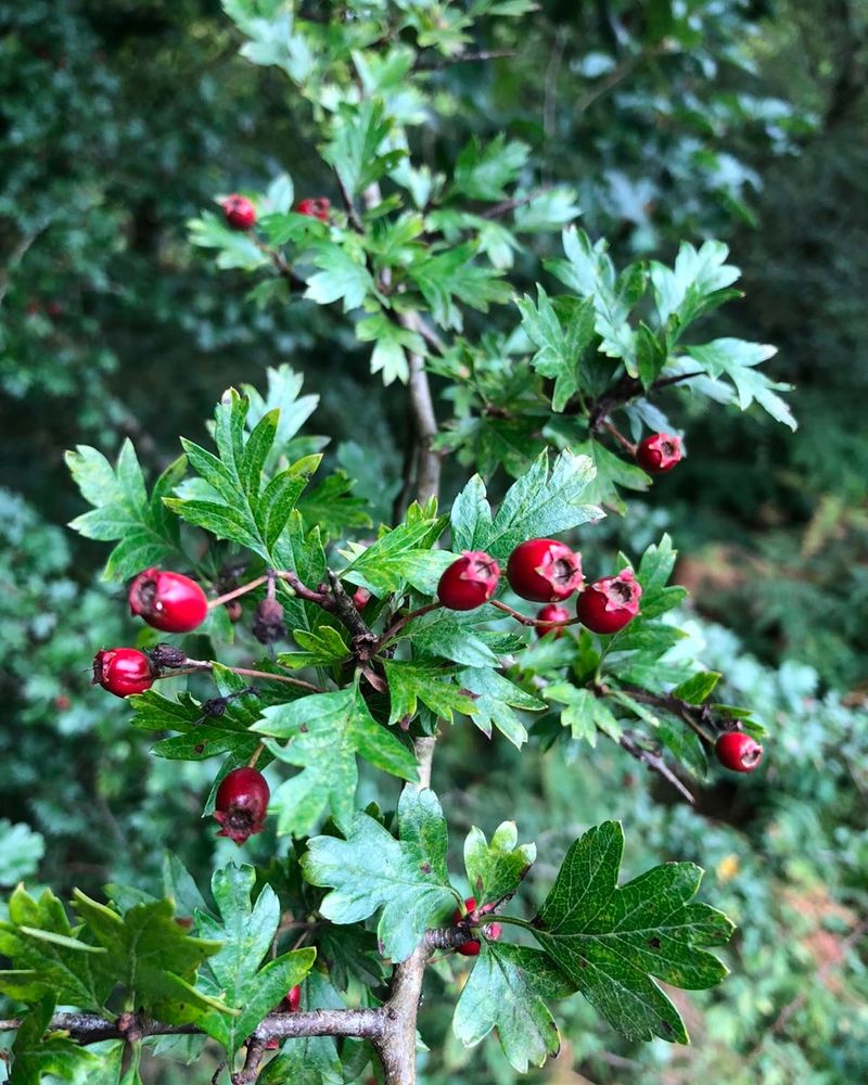 Hawthorns Are Native Michigan Trees Armed With Thorns