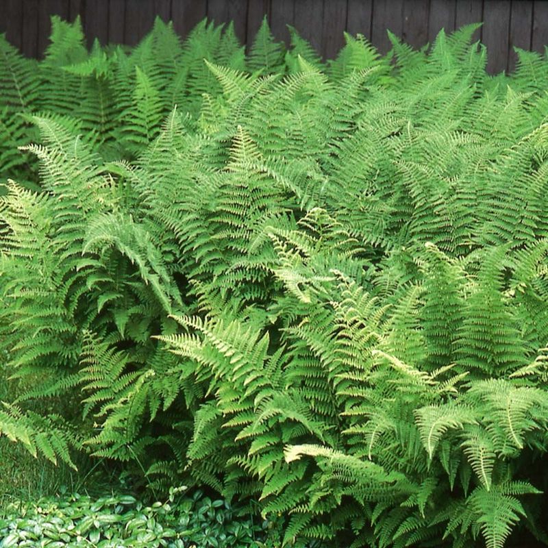 Hay-scented Fern Hay-scented Fern