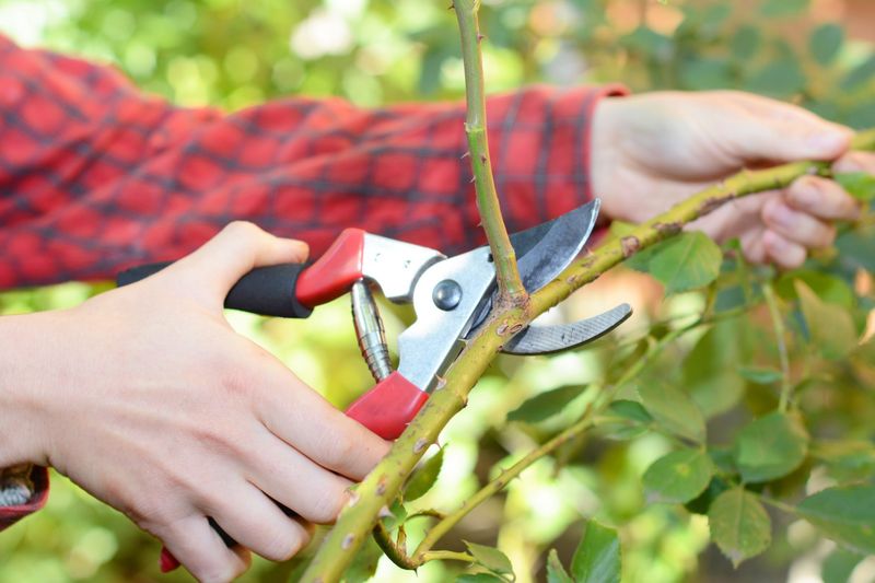 Hazardous Broken Limbs Should Come Off Sooner Hazardous Broken Limbs Should Come Off Sooner