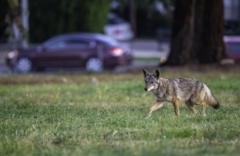 Haze Coyotes Loudly If They Linger