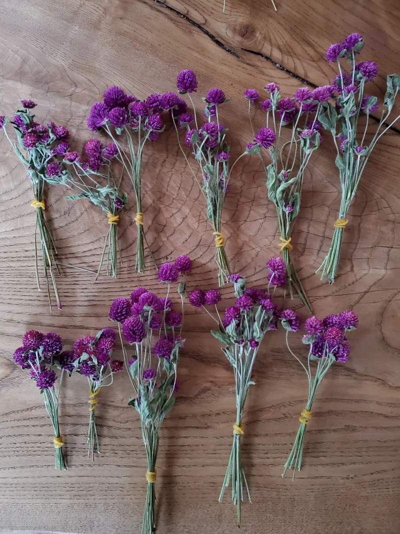 Heads That Are Fully Colored And Firm Are Ready To Harvest
