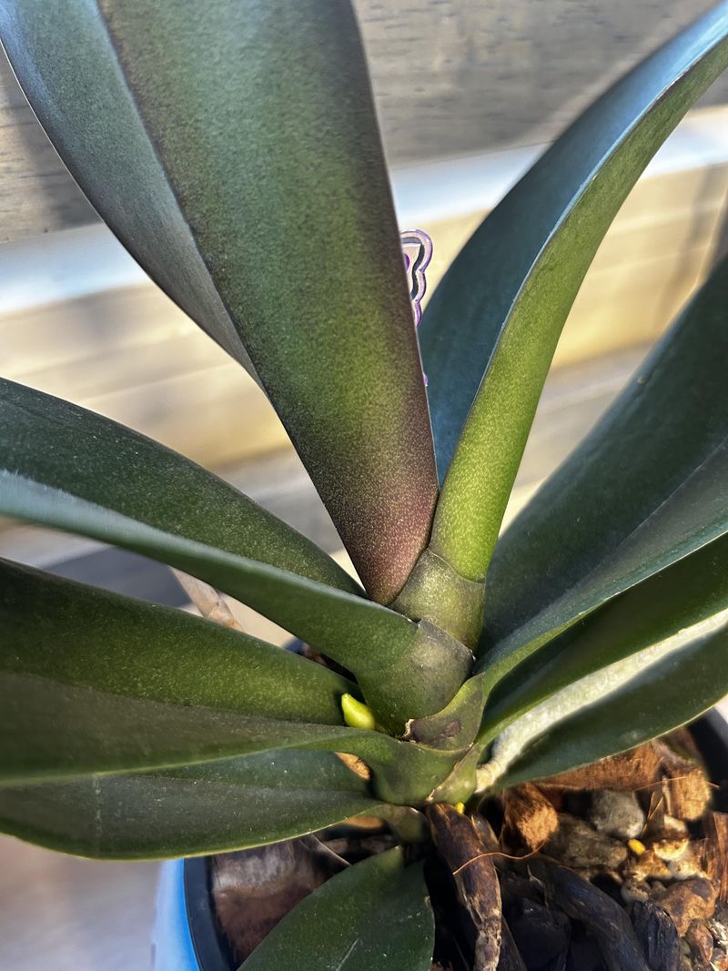 Healthier Spikes Over The Coming Weeks
