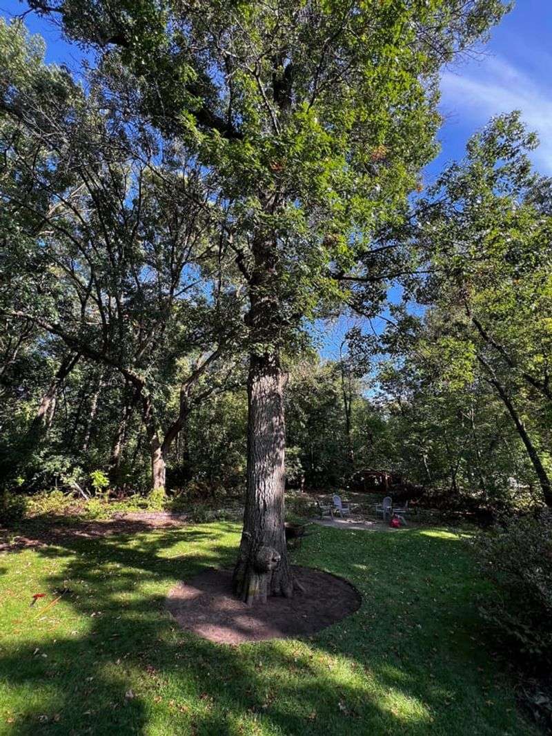 Healthier Trees Show Up By Next Summer