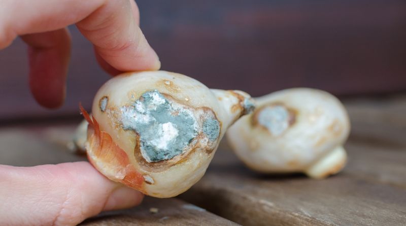 Healthy Bulbs Matter More Than Perfect Timing Healthy Bulbs Matter More Than Perfect Timing