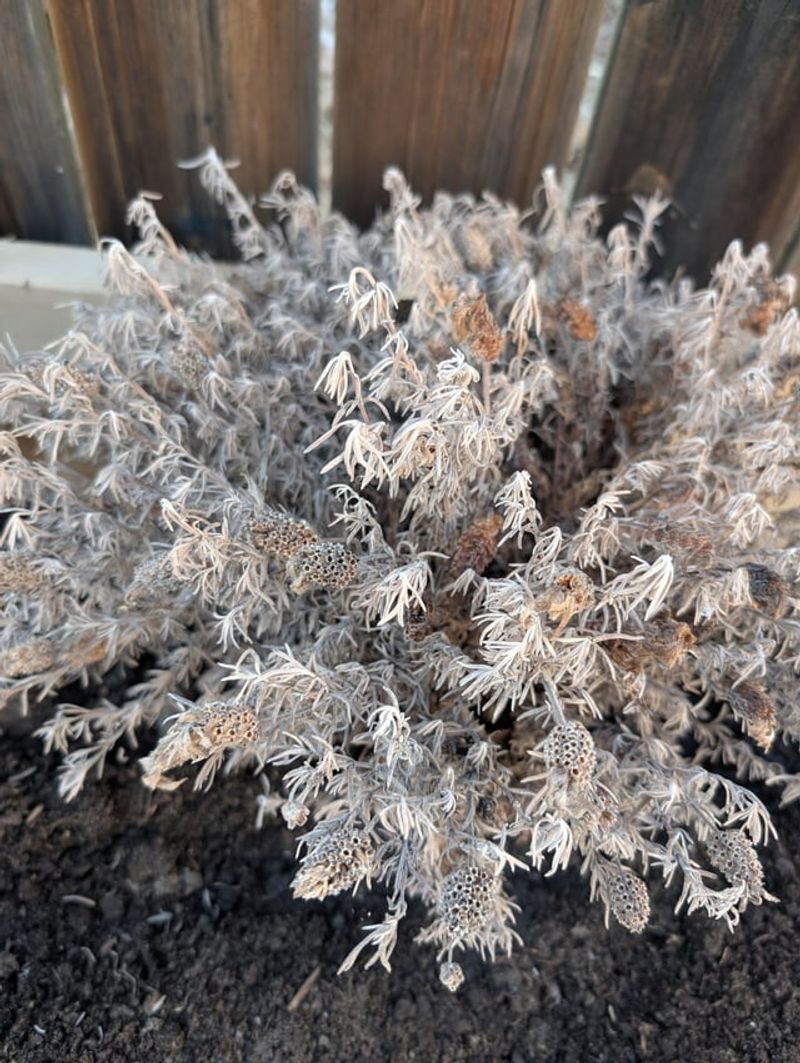 Healthy Gray-Green Foliage Through Winter Is A Good Sign