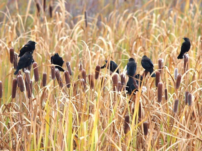 Healthy Habitat For Future Fall Gatherings Healthy Habitat For Future Fall Gatherings