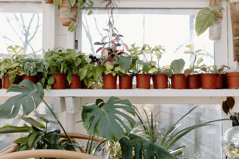 Healthy Houseplants Through The Long Gray Months