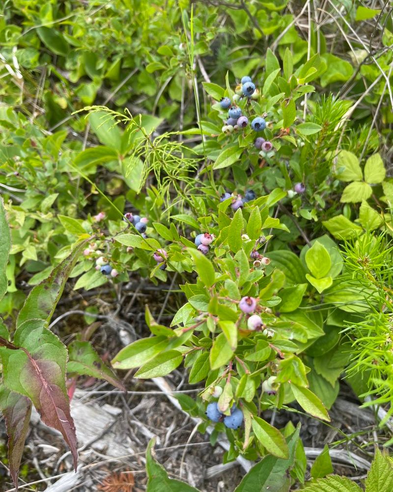 Healthy-Looking Bushes Can Still Fall Short On Berries
