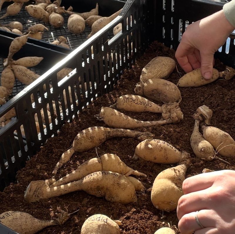 Healthy-Looking Tubers In Fall Can Turn To Mush By Spring