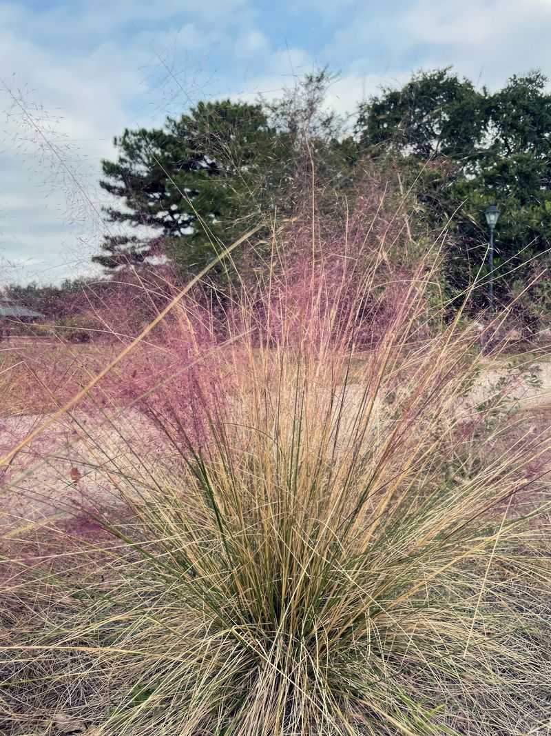 Healthy Native Grasses Help Your Yard Push Back