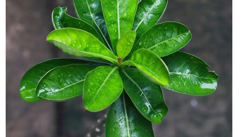 Healthy Plants Leaf Out Again In Spring Healthy Plants Leaf Out Again In Spring
