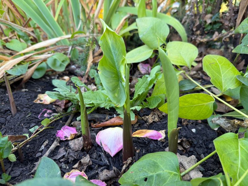 Healthy Rhizomes Can Send Up Fresh Growth Again In Spring Healthy Rhizomes Can Send Up Fresh Growth Again In Spring