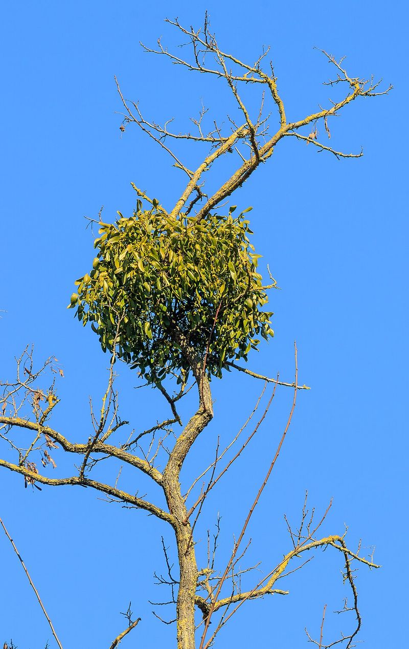 Healthy Trees And A Long-Term Plan For Managing Mistletoe