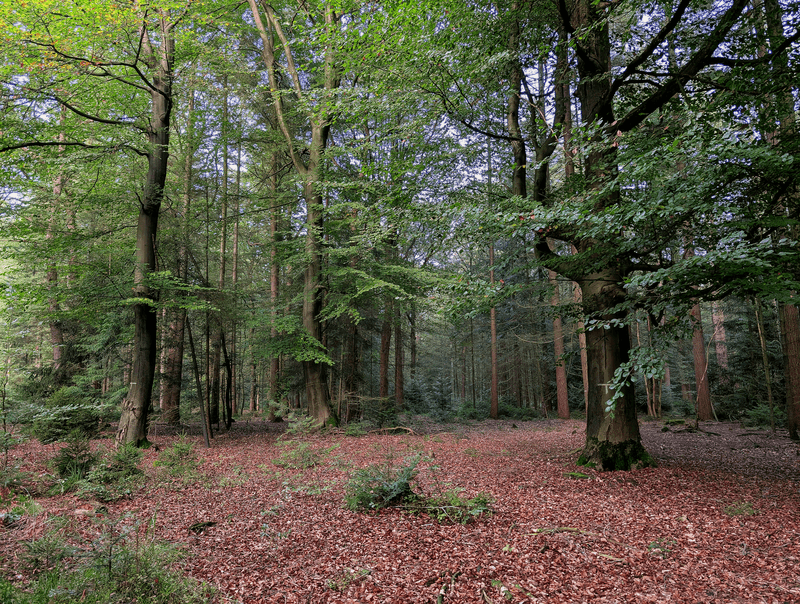 Healthy Woods, Leaf Litter, And Protection For Future Seasons Healthy Woods, Leaf Litter, And Protection For Future Seasons
