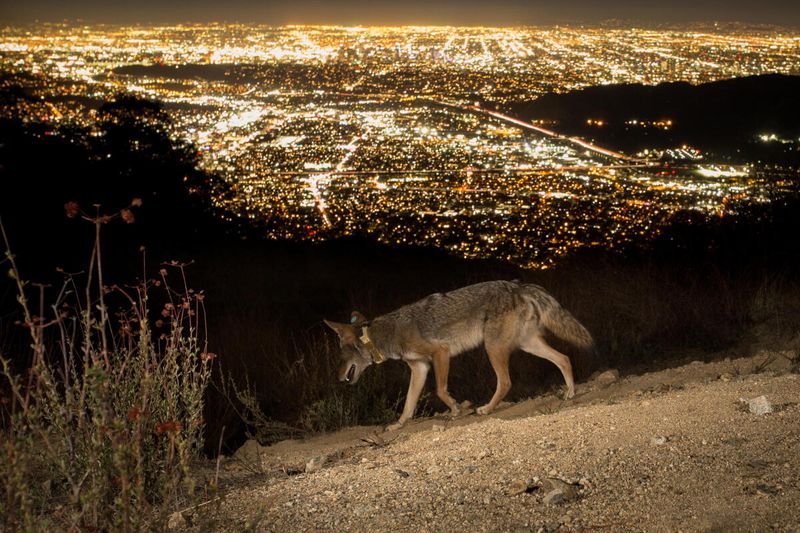 Hearing coyotes does not mean they are approaching