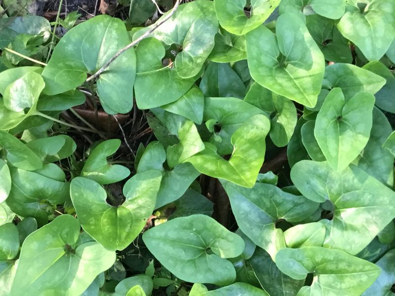 Heartleaf Ginger Adds Evergreen Texture To Shade