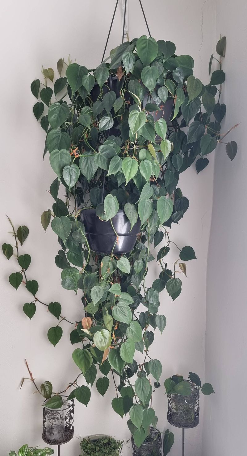 Heartleaf Philodendron Forgives Almost Every Mistake