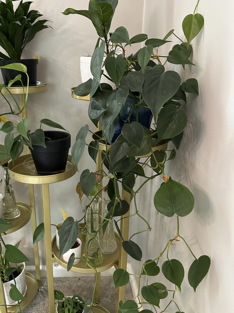 Heartleaf Philodendron Forgives Almost Every Mistake