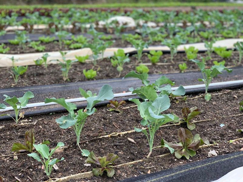 Heat At Planting Time Slowed Them Down