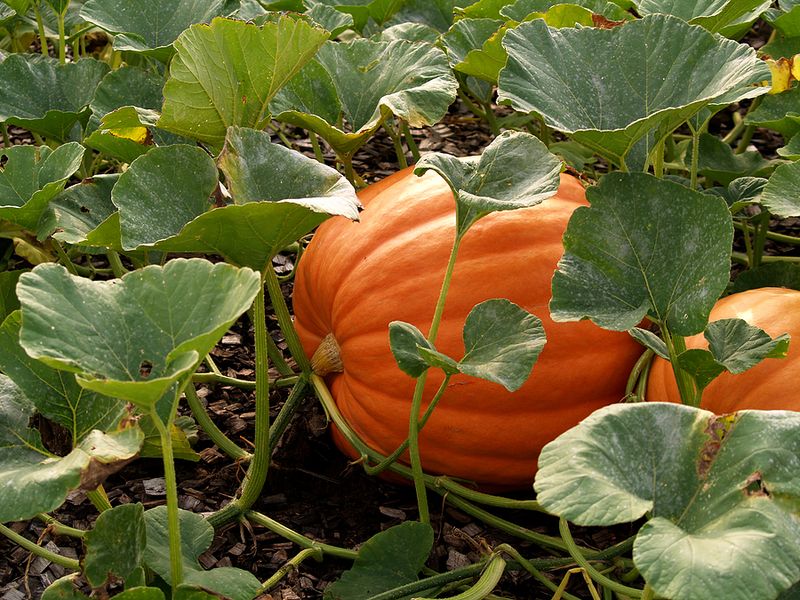 Heat Speeds Up Pumpkin Ripening Heat Speeds Up Pumpkin Ripening