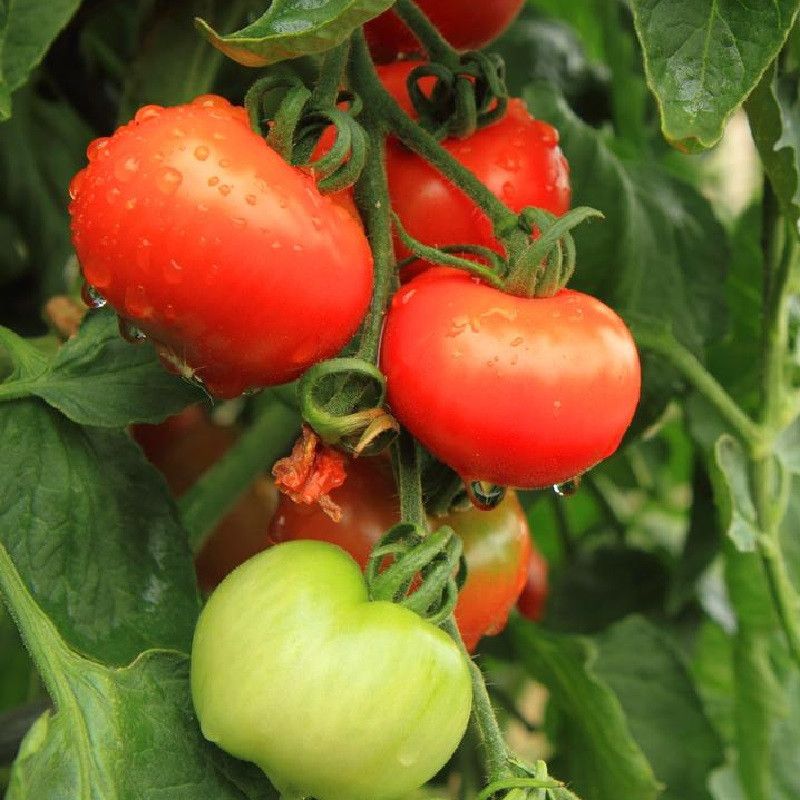 Heat-Tolerant Varieties Set Fruit Better During Warm Early Fall Nights