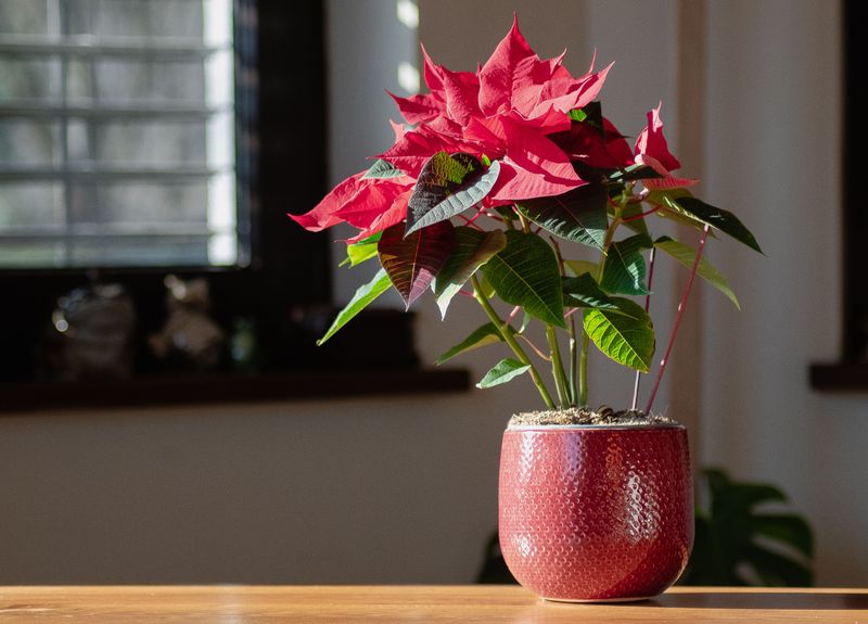 Heat Vents and Frosty Windows Make Poinsettias Miserable Heat Vents and Frosty Windows Make Poinsettias Miserable