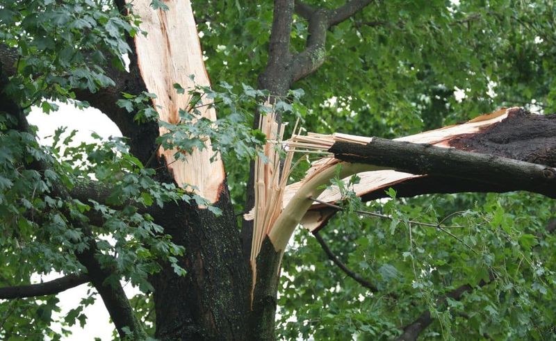 Heavy Canopy Loss Can Put A Tree Beyond Recovery