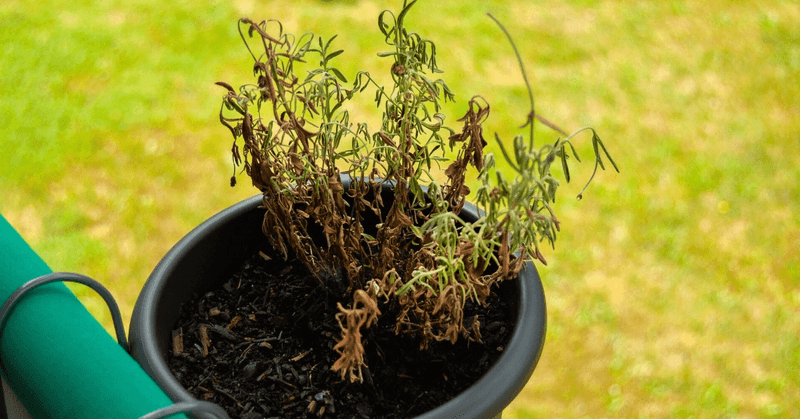 Heavy Clay And Wet Soil Speed Decline