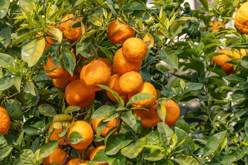 Heavy Crops Raise The Odds