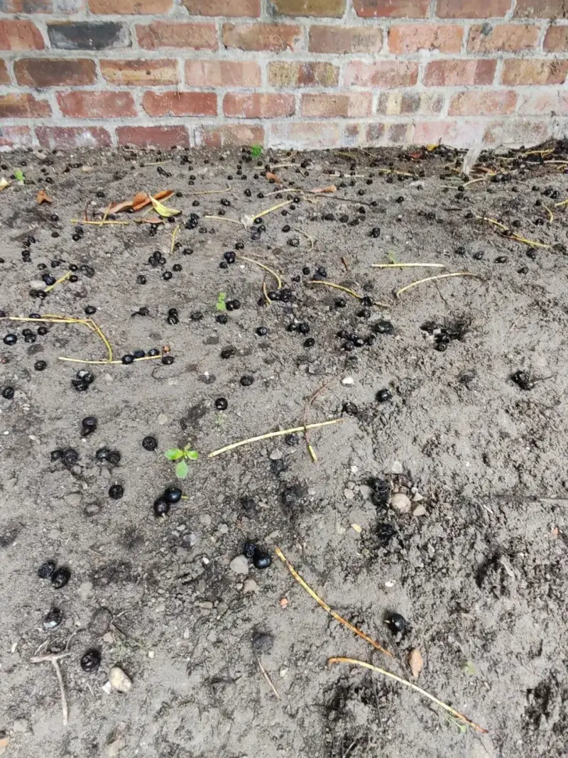 Heavy Drops Can Quickly Turn Lawn Cleanup Into A Chore Heavy Drops Can Quickly Turn Lawn Cleanup Into A Chore