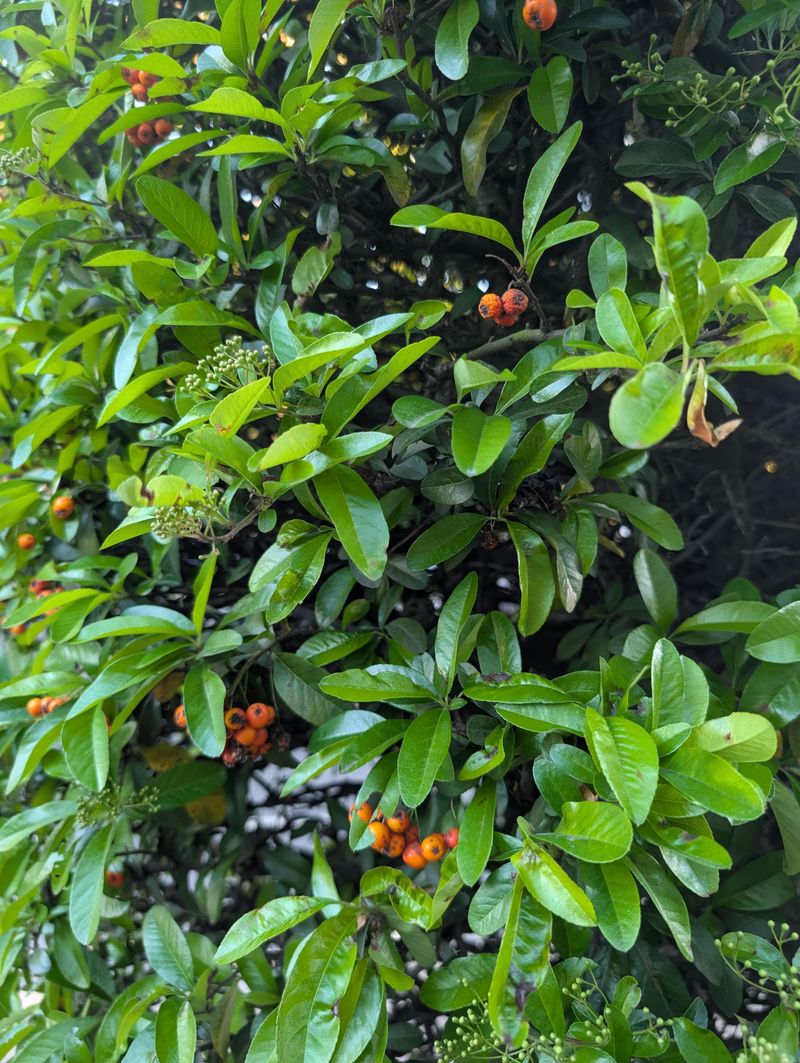Heavy Fall Cuts Remove The Clusters Along With The Stems Heavy Fall Cuts Remove The Clusters Along With The Stems
